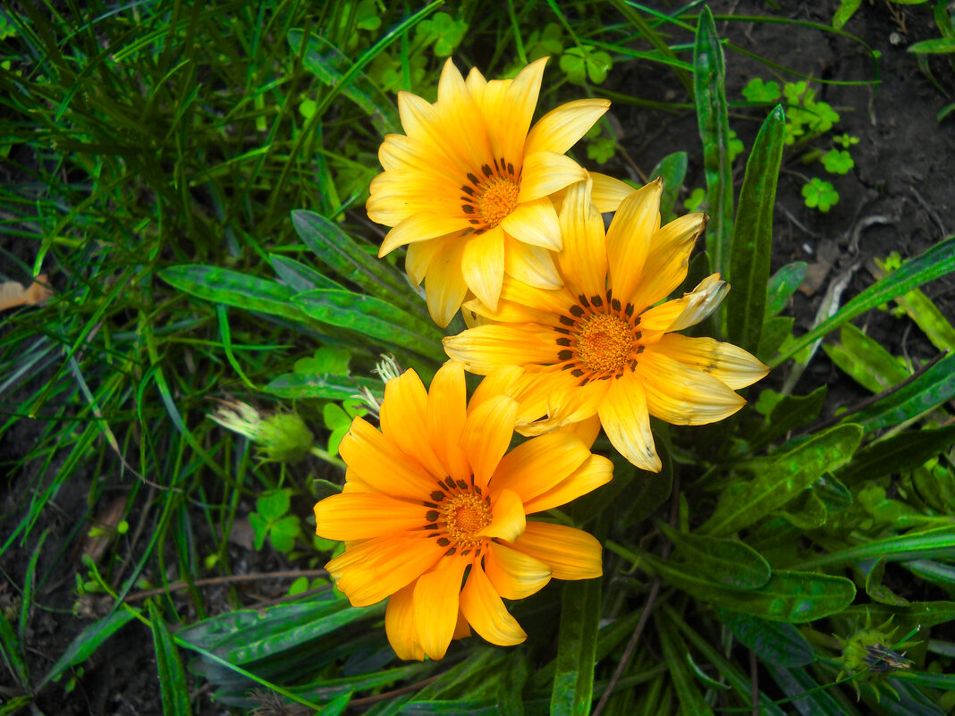 Цветы - Victoria Цветы - Victoria