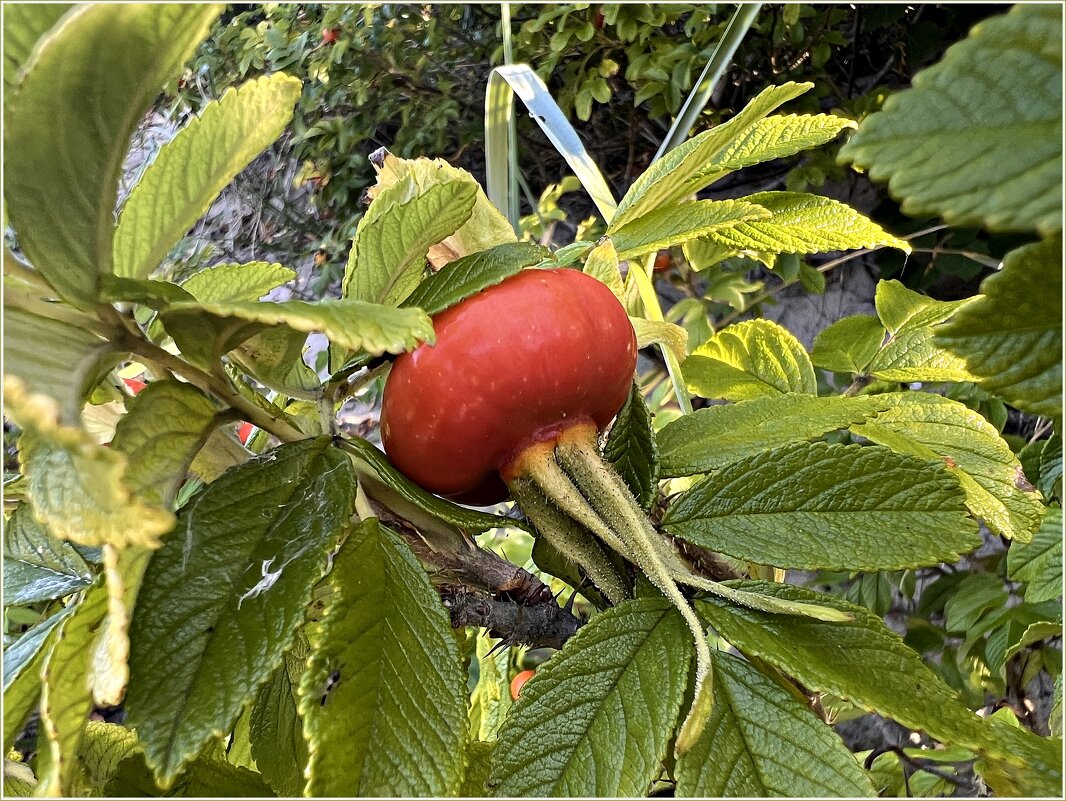 Шиповник. - Валерия Комова Шиповник. - Валерия Комова