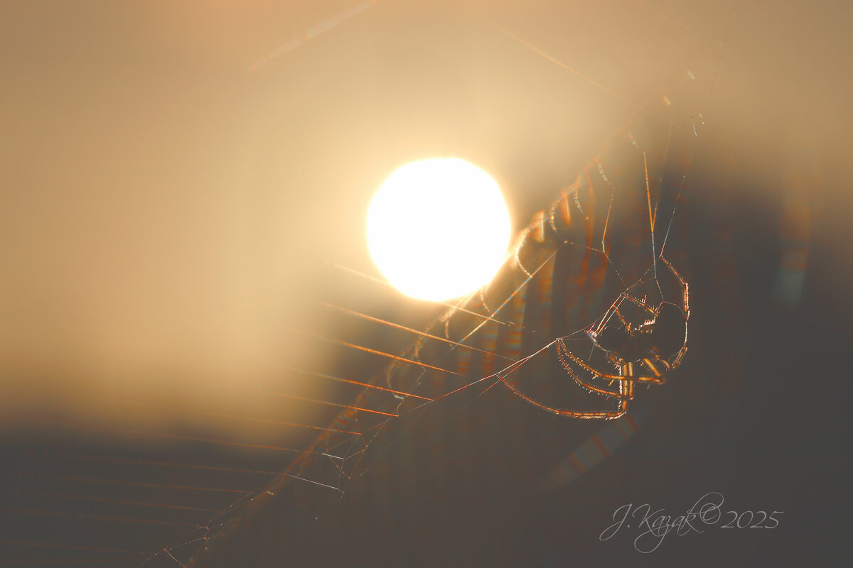 *** - Елена Kазак (selena1965) *** - Елена Kазак (selena1965)