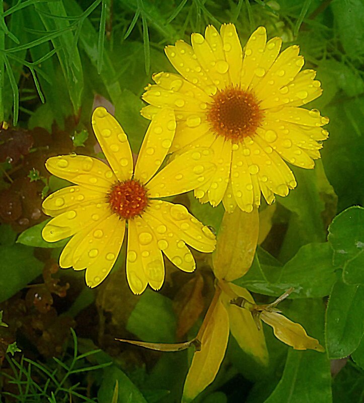 ***** - Елена Семигина