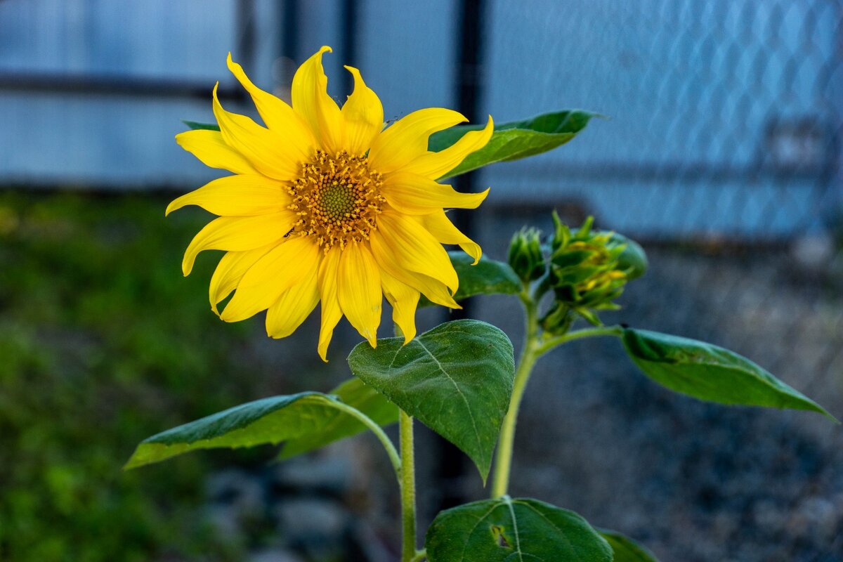 Подсолнух - Анна Самара