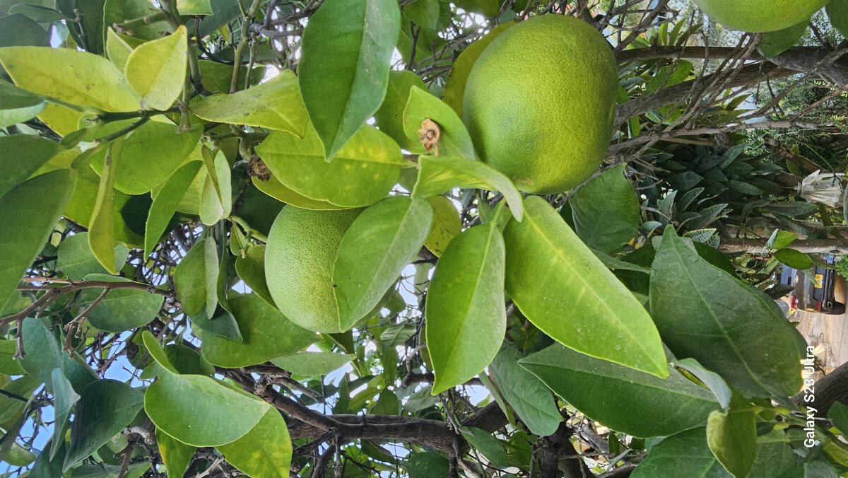 Лимон - Аркадий Басович Лимон - Аркадий Басович