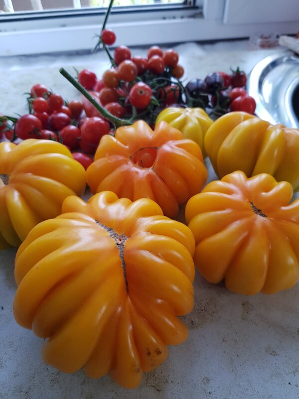 Томат "Лотарингская красавица" - Tata Wolf