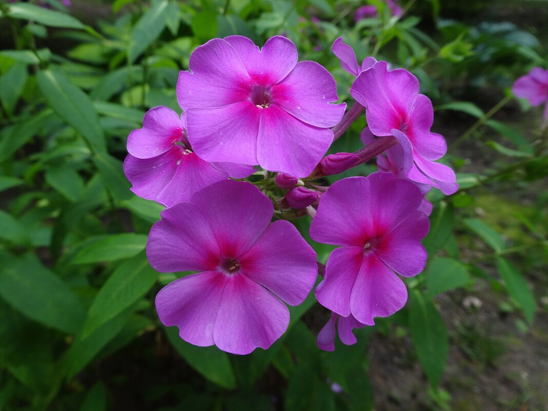 Флоксы - Лидия Бусурина