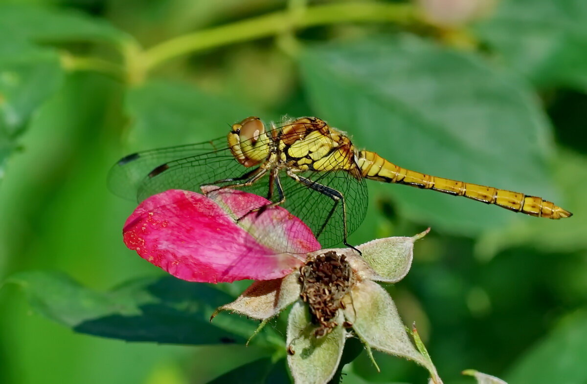 Про одну стрекозу... - Николай Саржанов