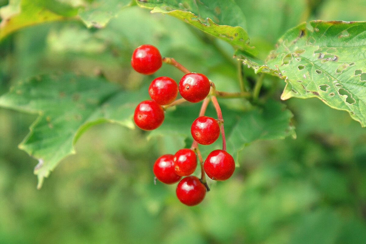 *** - Леонид leo