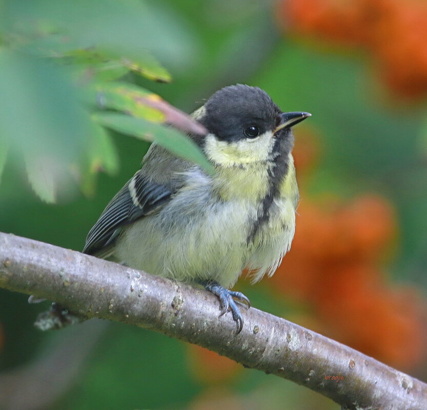 малыш - Andrey Bragin 
