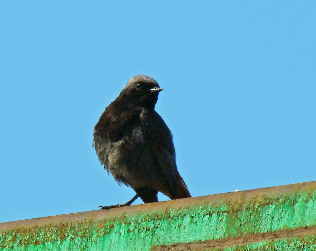 горихвостка чернушка - gawrilа - dan