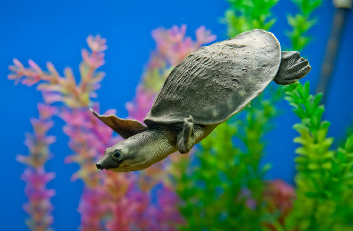 Аквариум - Андрей 