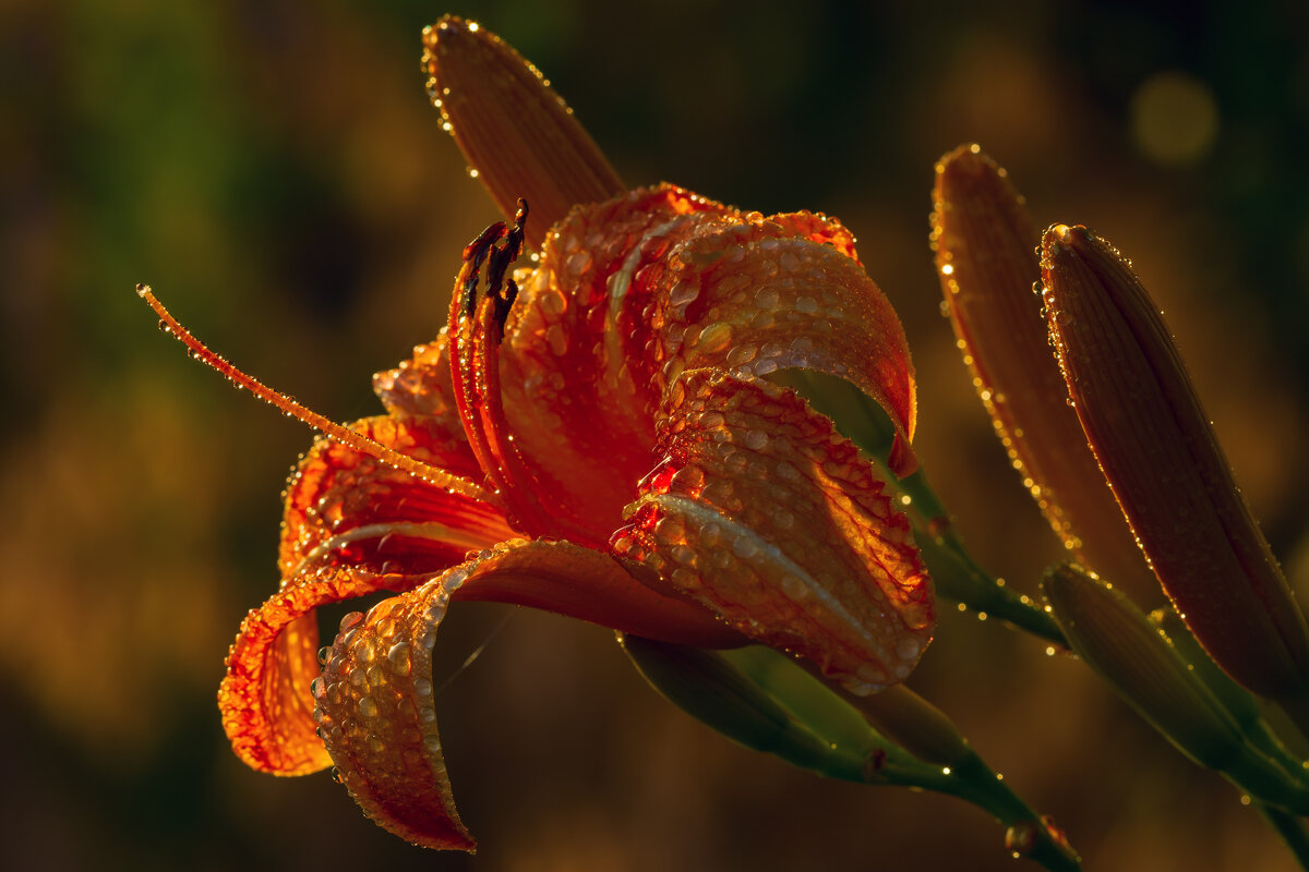 на закате после дождя - Виталий Емельянов