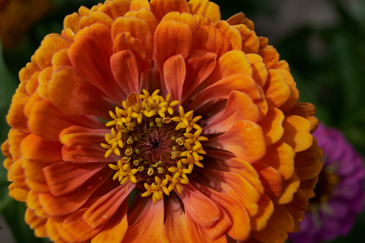 Циния - Александр Леонов