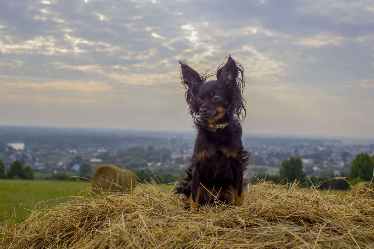 Собака на сене. - Евгений 