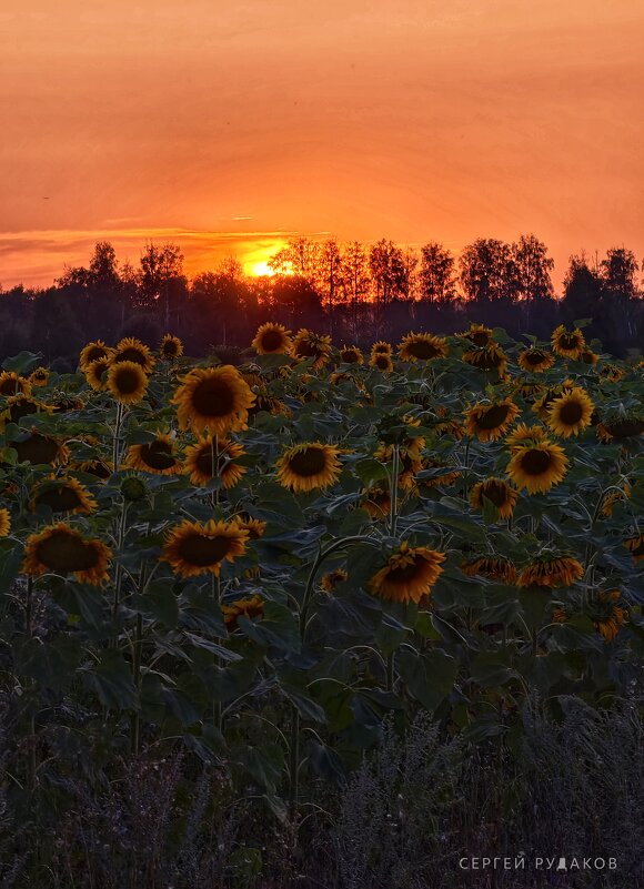 Утомленные солнцем - Сергей Утомленные солнцем - Сергей