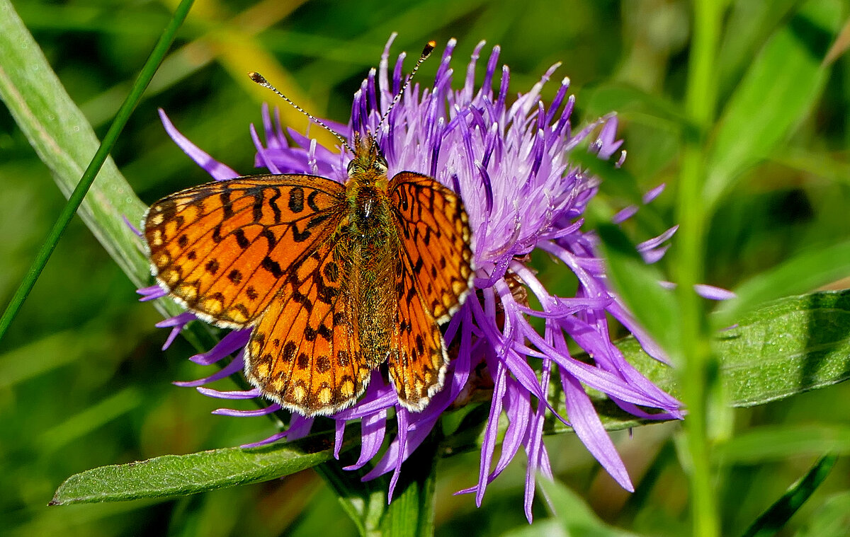 из снятого 1 августа 40 - Александр Прокудин