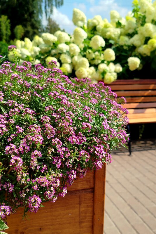 Летнее настроение - светлана льдокова