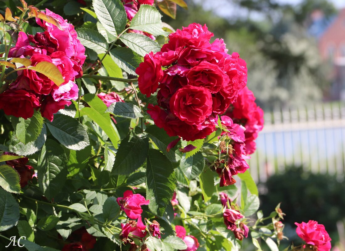 Вновь розы! - Любовь Сахарова Вновь розы! - Любовь Сахарова