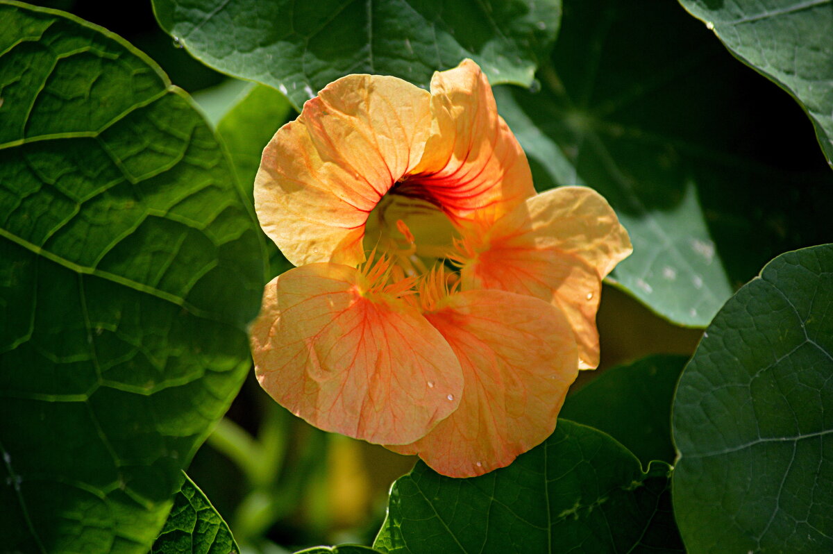 Настурция - Татьяна Лютаева Настурция - Татьяна Лютаева