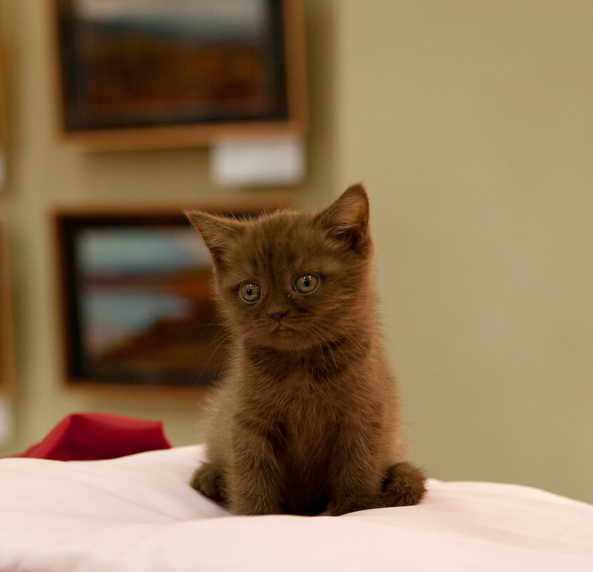 Выставка кошек - Андрей 