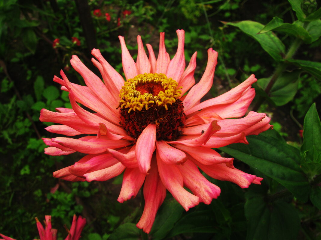 Красавица цинния - Людмила Смородинская