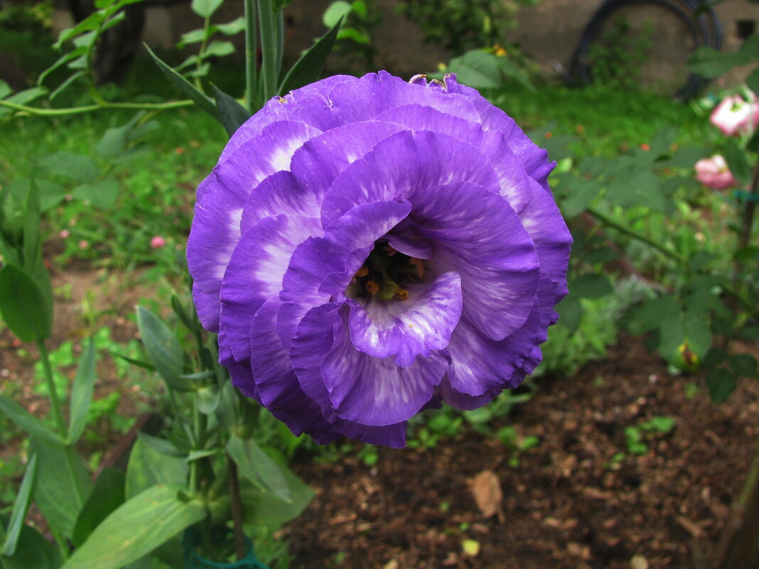 Эустома радует - Людмила Смородинская