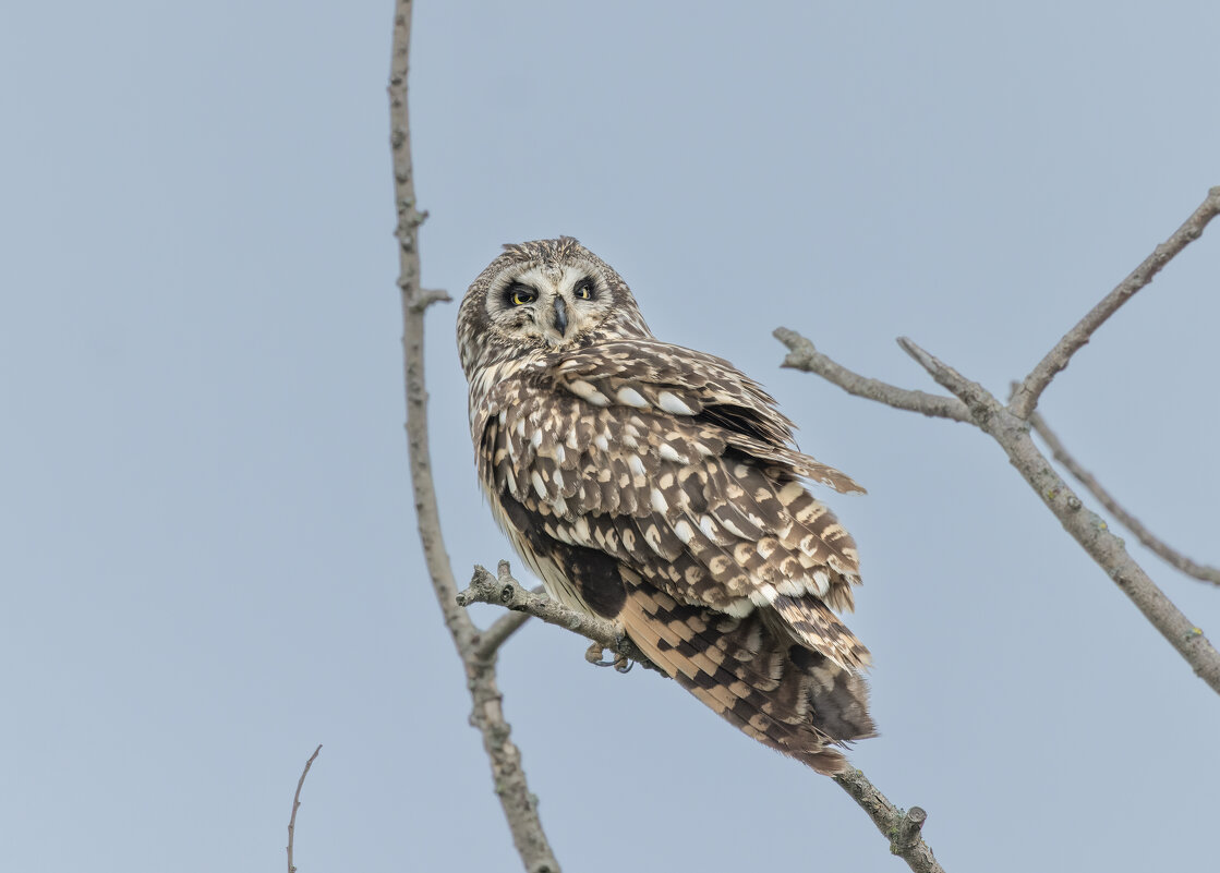 сова болотная. - юрий макаров