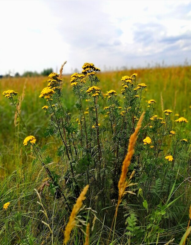 Лето... - Любимова Ольга 