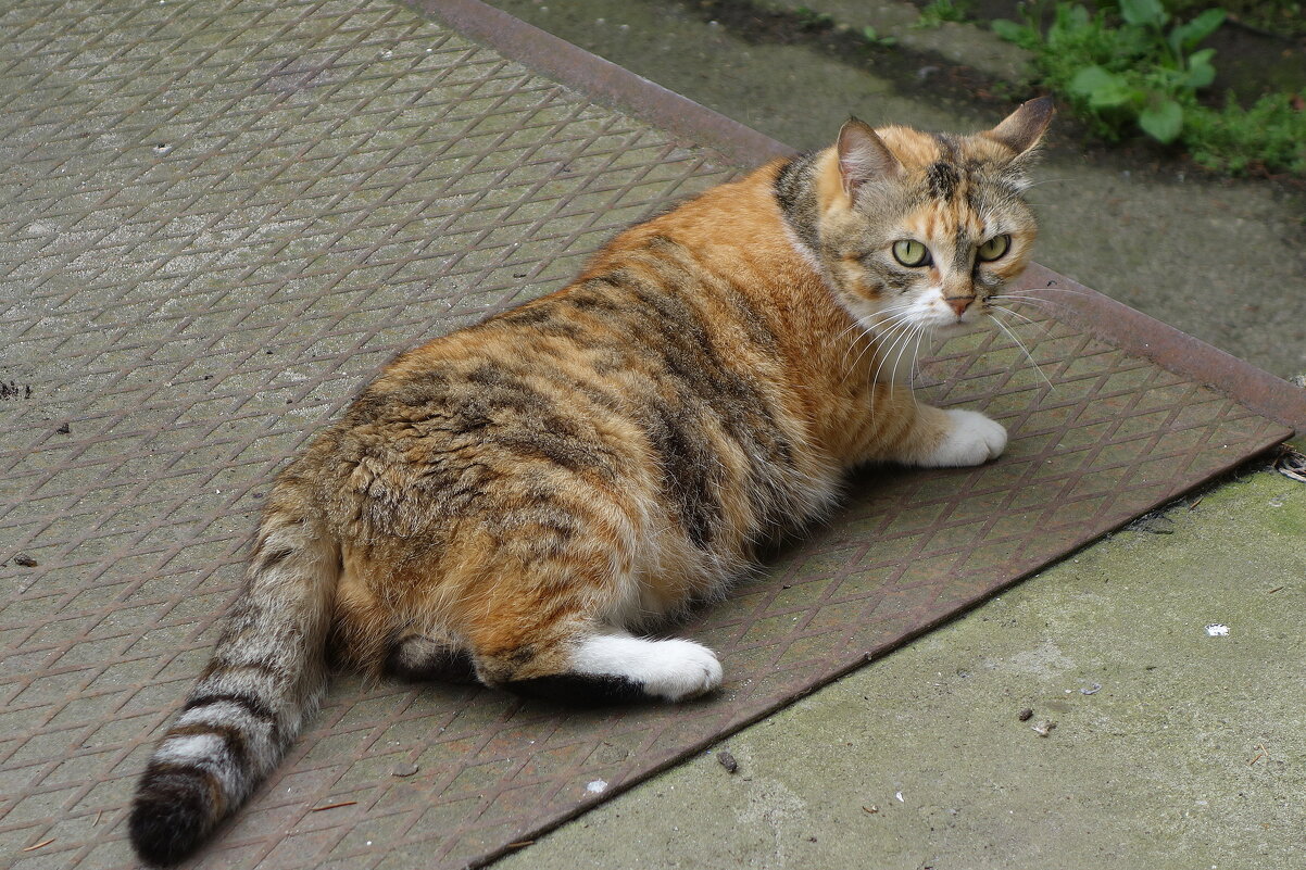 Уличные кошки - Рита Симонова