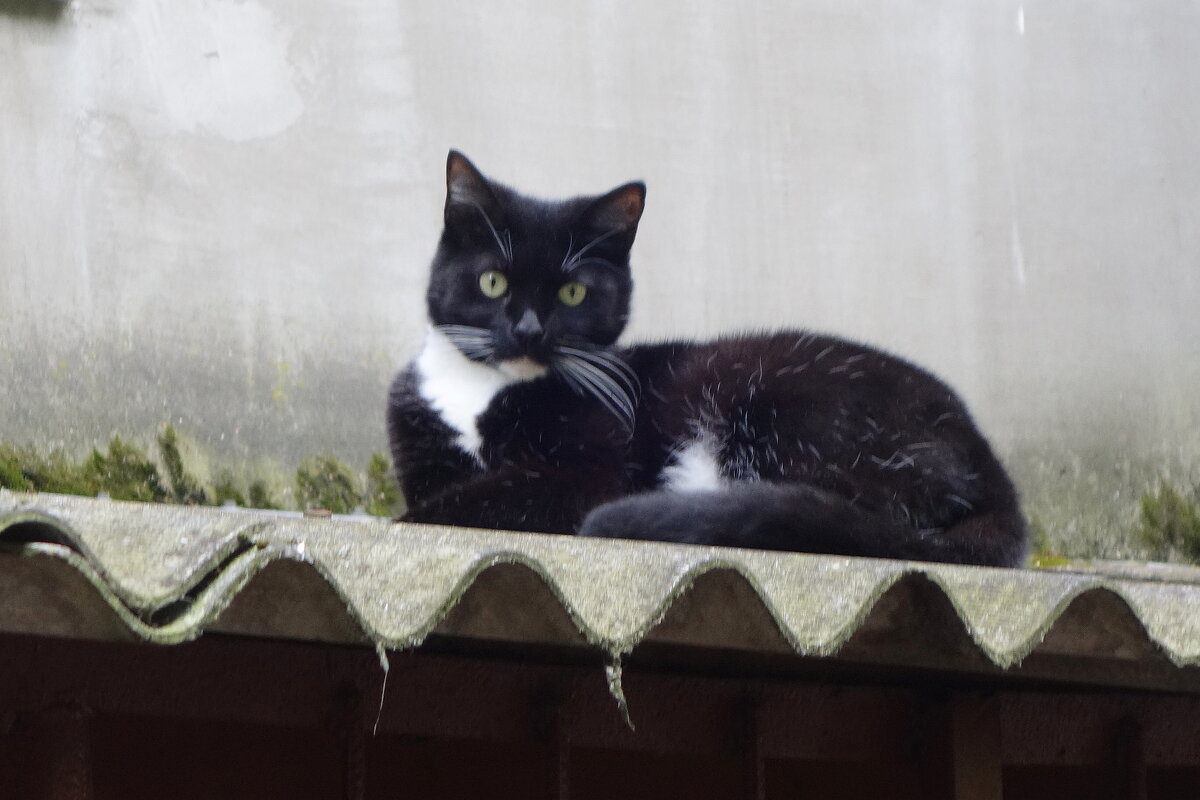 Уличные кошки - Рита Симонова