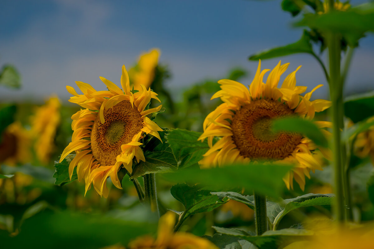 Из серии о подсолнухах. - Sergey (Apg)