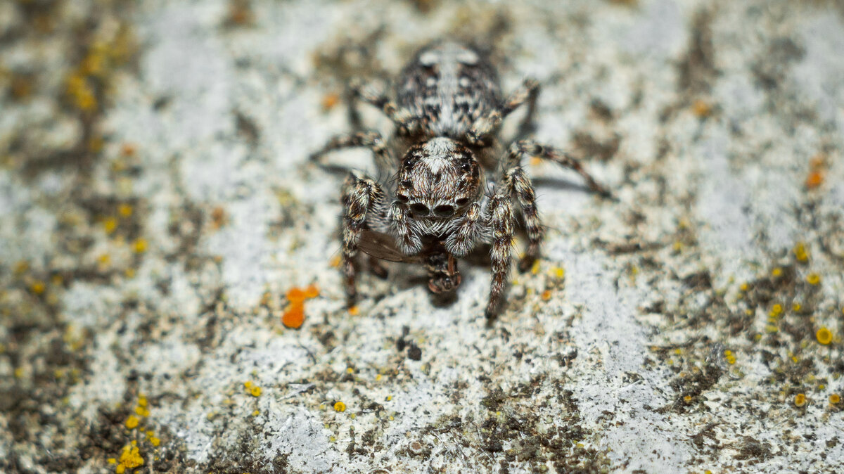 Jumping Spider | 21 - Sergey Sonvar Jumping Spider | 21 - Sergey Sonvar