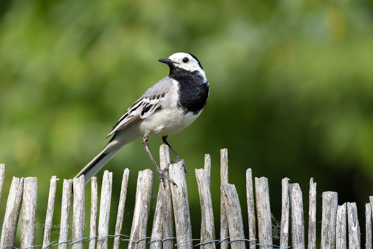 Трясогузка позирует) - Александр Синдерёв