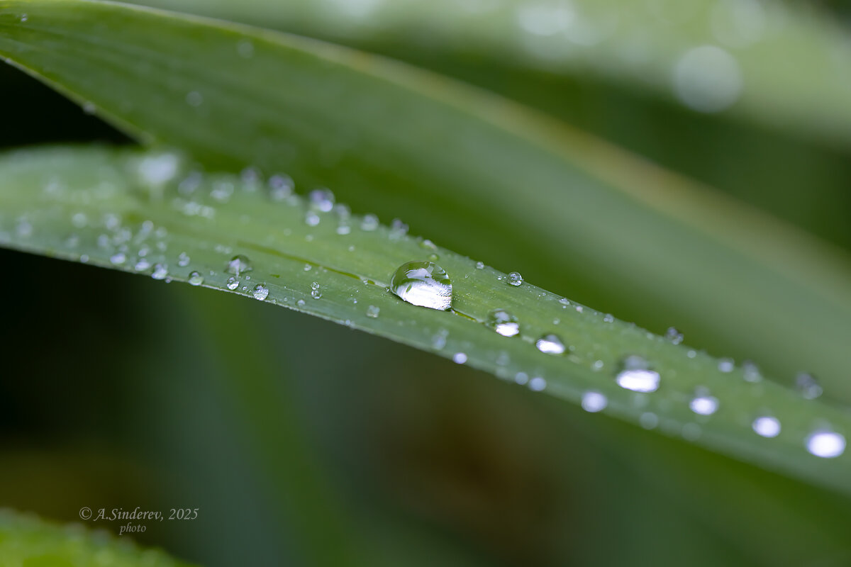 Капли дождя - Александр Синдерёв