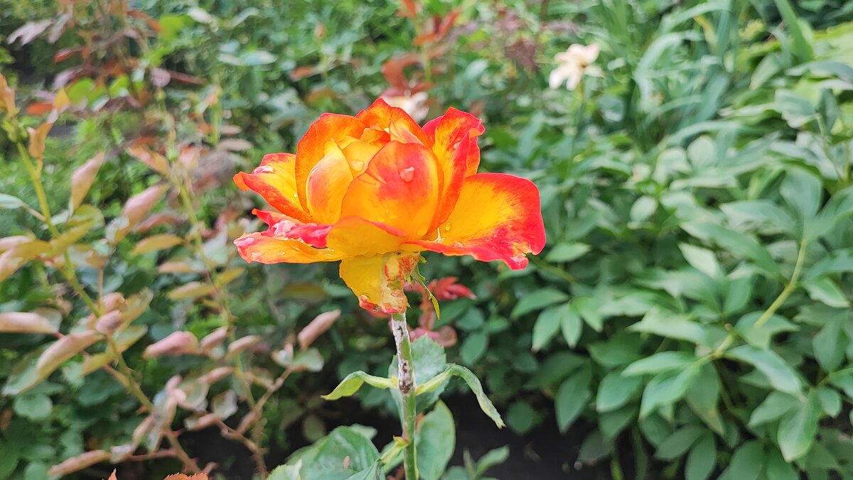 ,,, - Сергей Тимоновский