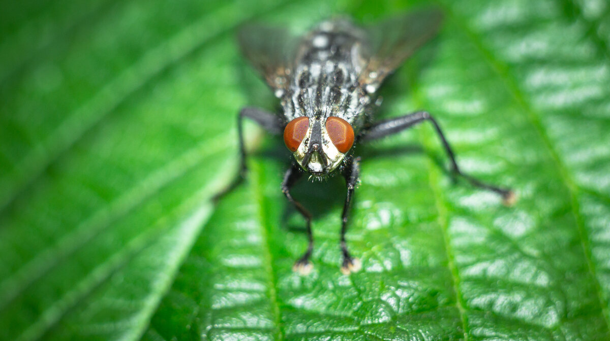 A fly on a leaf | 4 - Sergey Sonvar A fly on a leaf | 4 - Sergey Sonvar