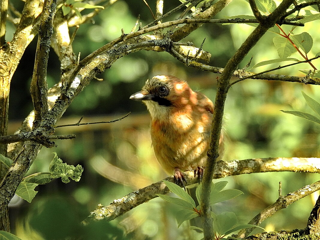 сойка - ИННА ПОРОХОВА сойка - ИННА ПОРОХОВА