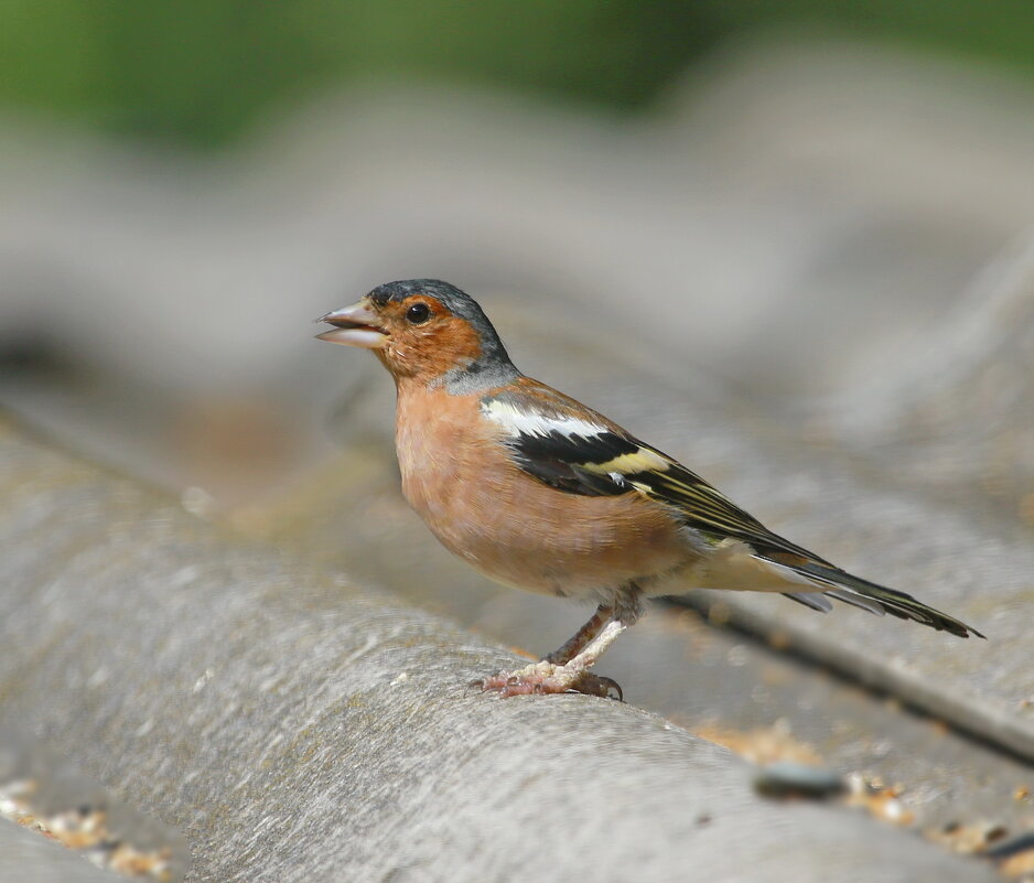 вот и зяблик - Andrey Bragin 