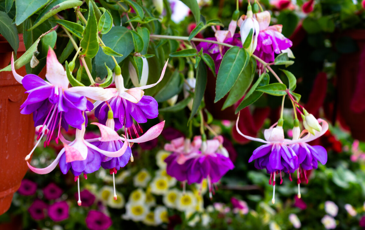 *** - ирина )))