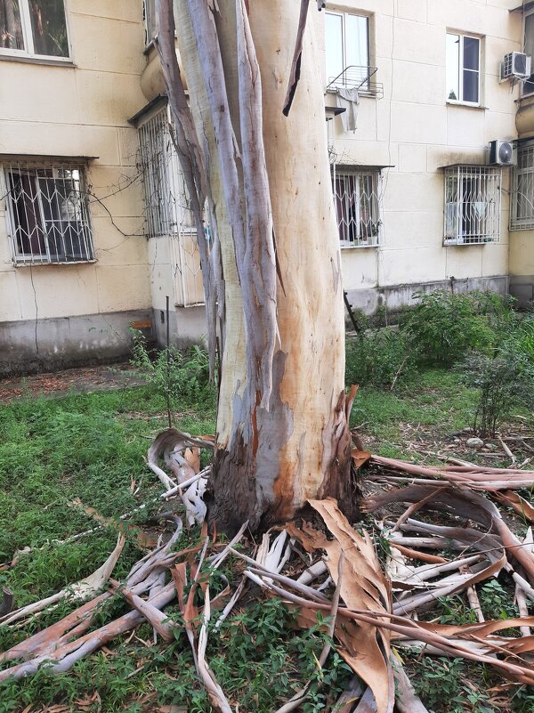 ЭВКАЛИПТ - Tata Wolf