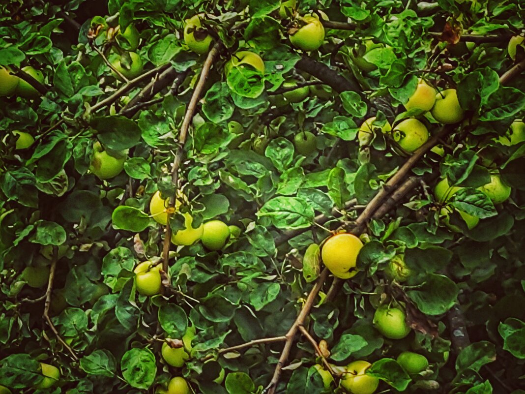 Яблоня - Алексей Архипов