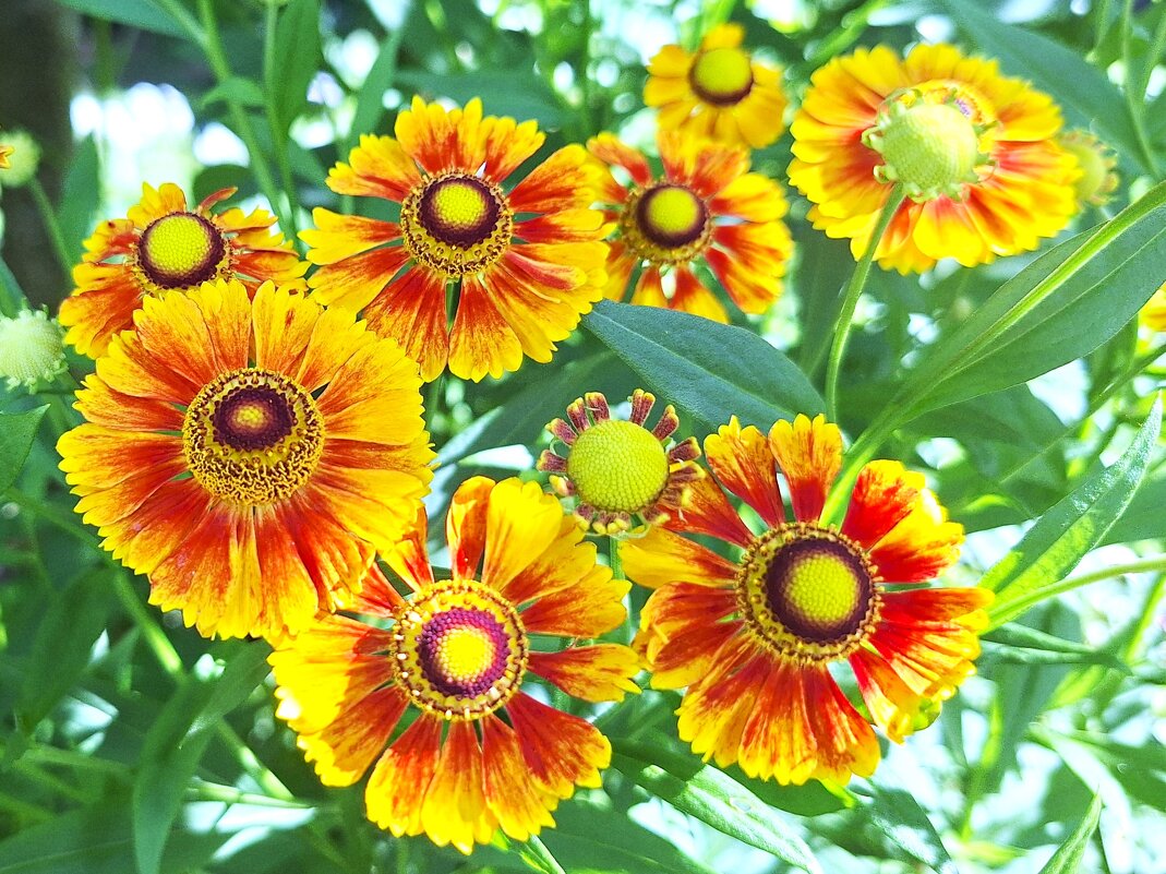 Гелениум - Наталья 