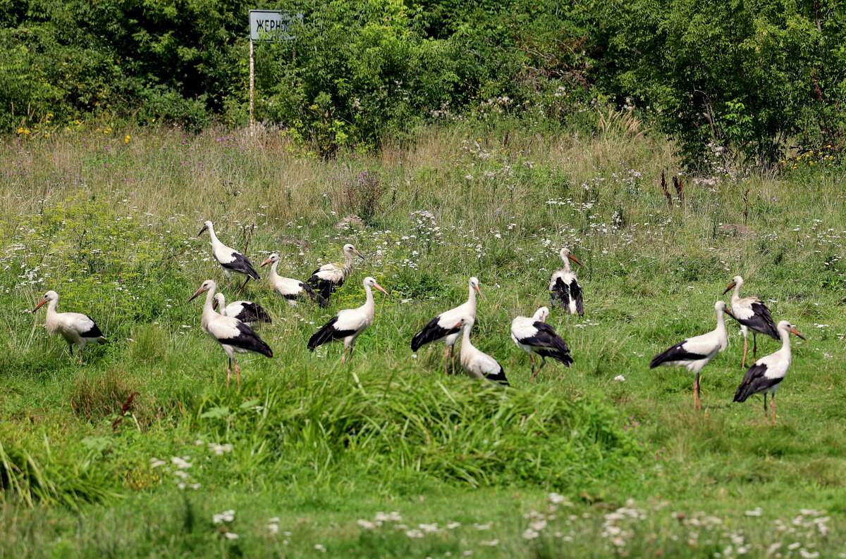 На первый, второй рассчитайсь... - Александр Кондаков На первый, второй рассчитайсь... - Александр Кондаков