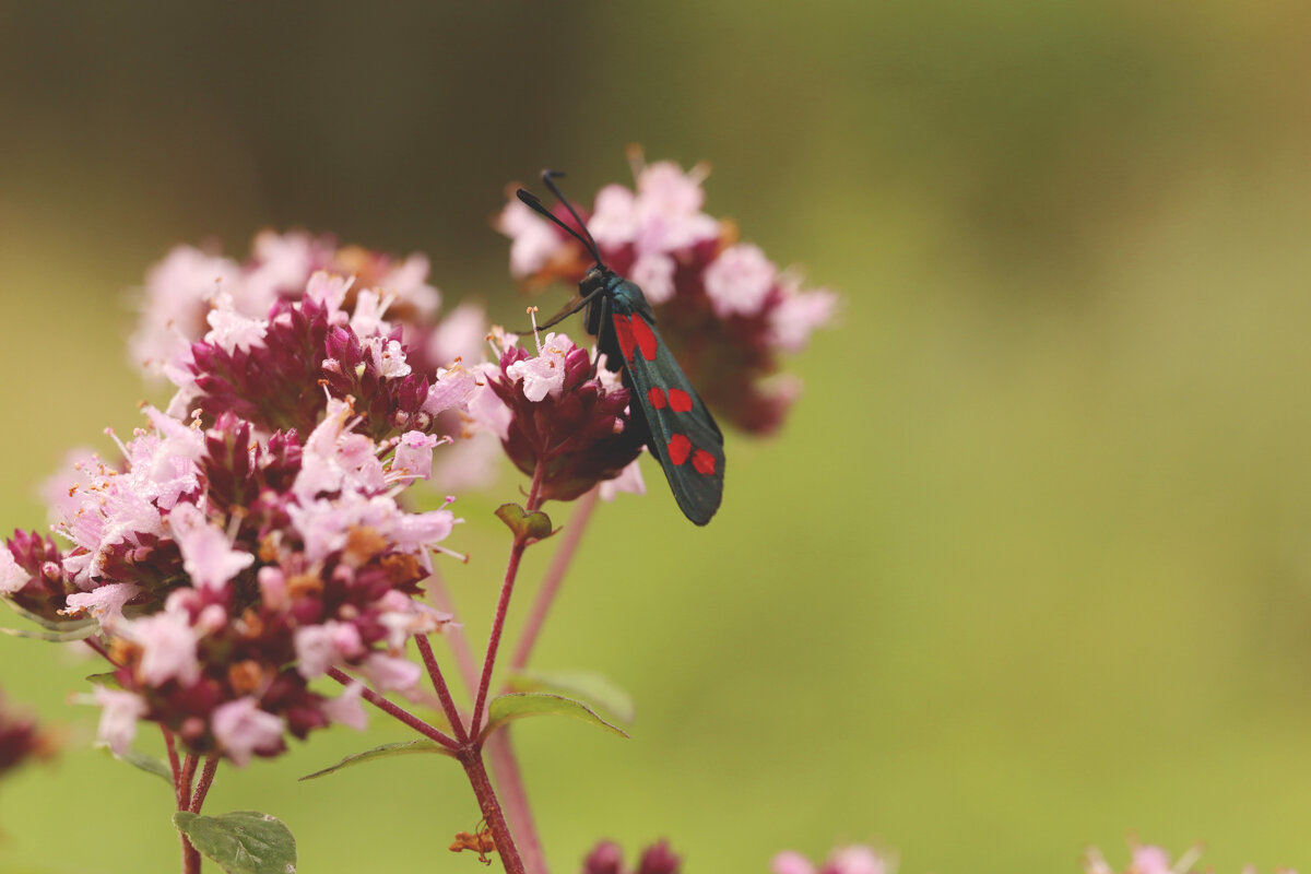 *** - Елена Kазак (selena1965)
