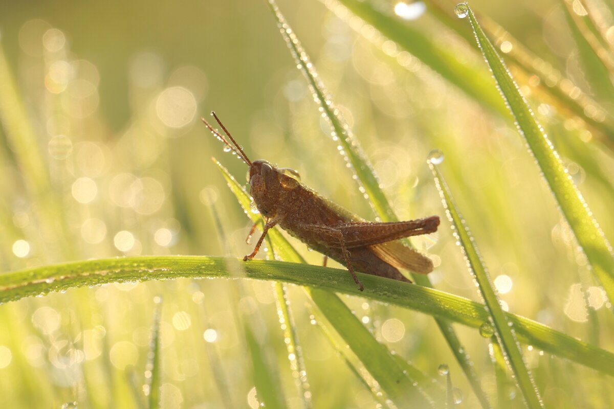 *** - Елена Kазак (selena1965) *** - Елена Kазак (selena1965)