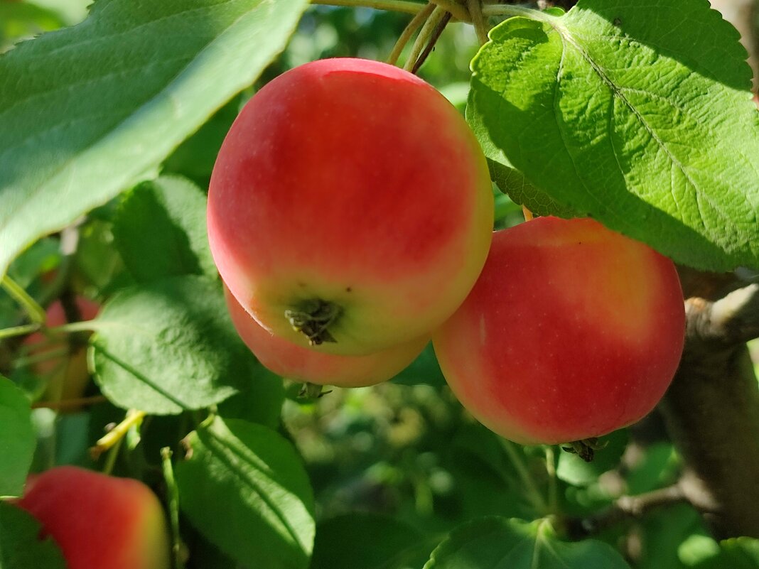 Наливаются - Валентина Богатко Наливаются - Валентина Богатко