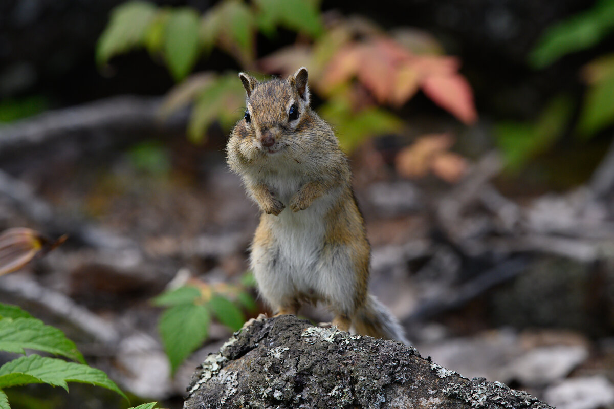 Любопытство - Дмитрий Любопытство - Дмитрий