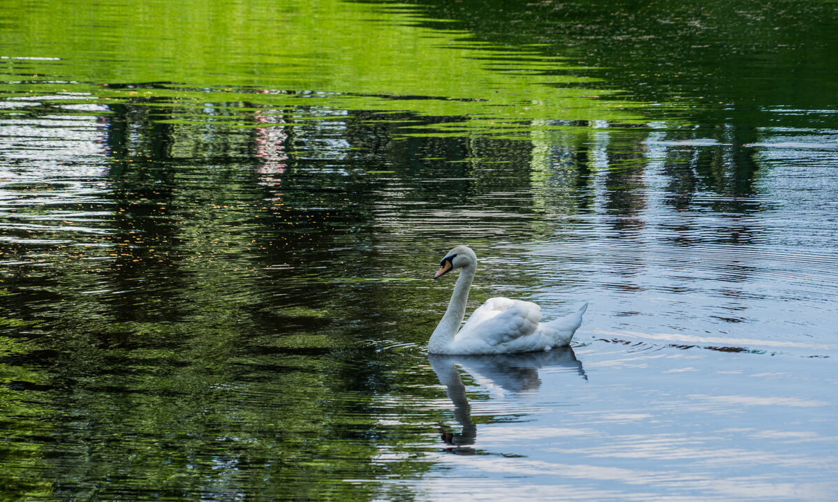 В Летнем саду. - Галина Бехметьева