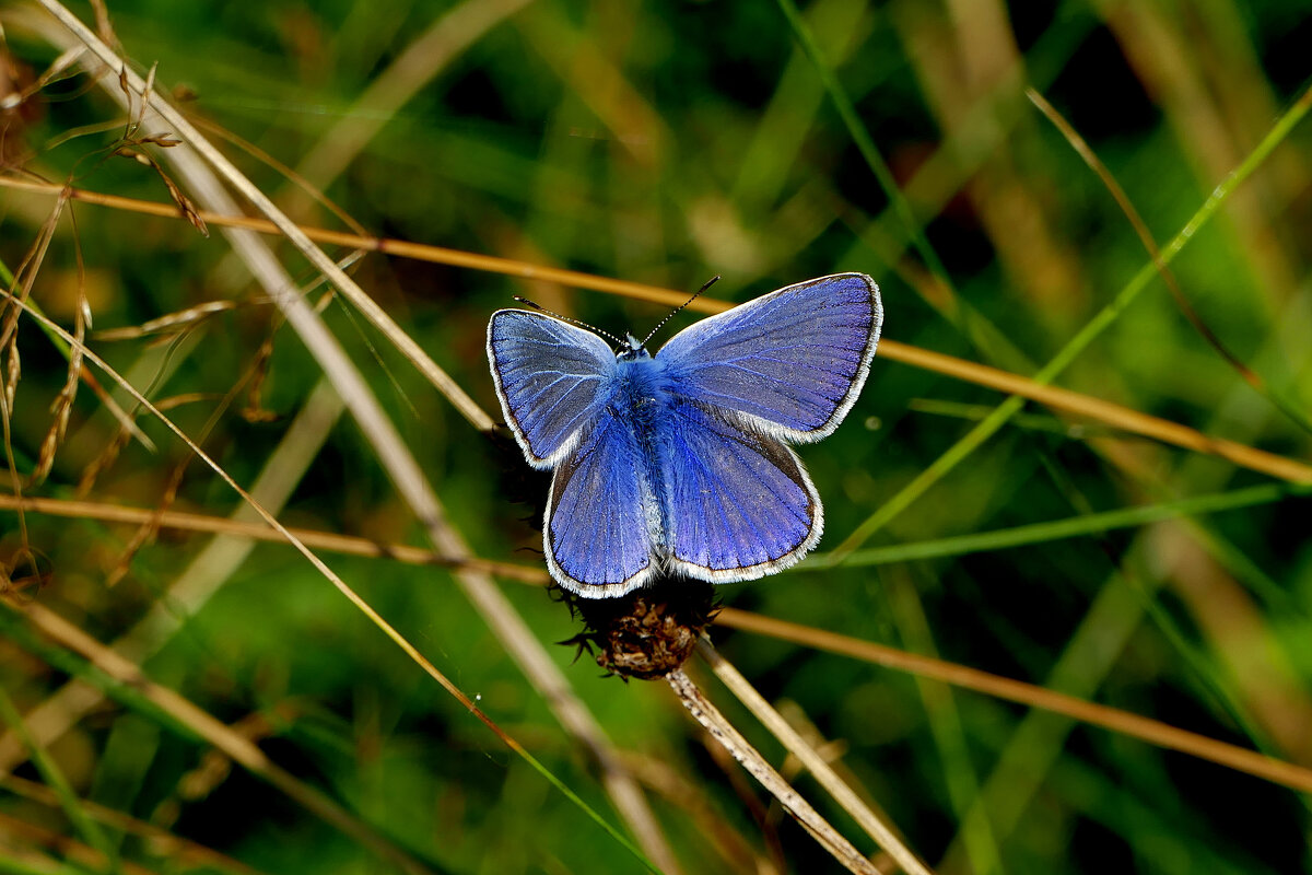 из снятого 1 августа 43 - Александр Прокудин