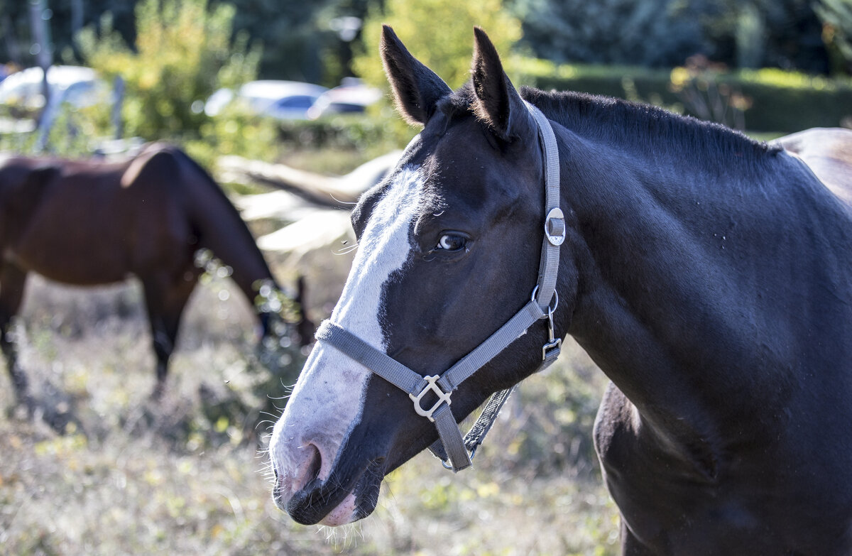 Портрет лошади - Светлана Тихонина