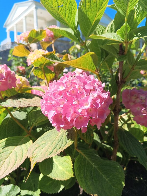 Гортензия - Сапсан 