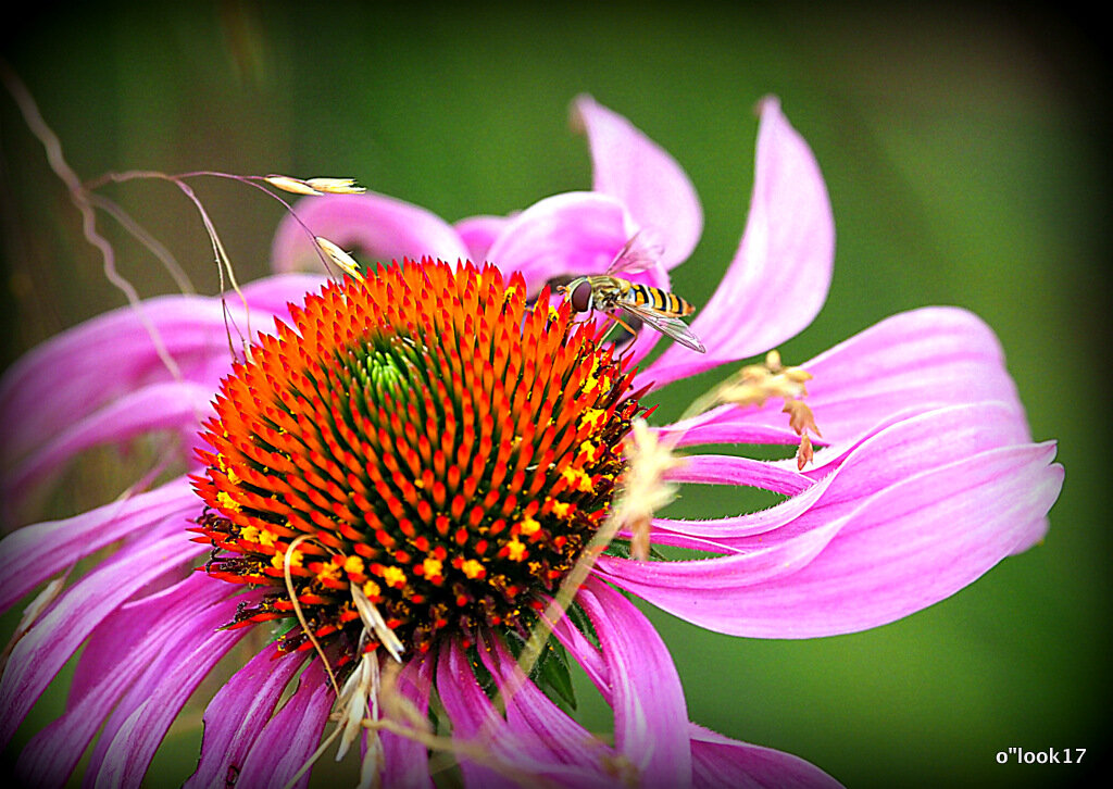они на радость нам даны - Олег Лукьянов